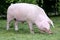 Side view photo of a young domestic pig sow on animal farm summertime