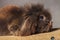 Side view picture of a adorable lion head rabbit bunny