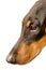 A side view picture of a Doberman`s head