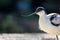 Side view of Pied avocet bird with long sharp bill on blur background