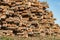 Side view of pile of pine tree logs in a forest after clear cut of forest in Northern Sweden. Very sunny summer day