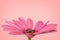 Side view of a pink african daisy osteopermum peach background