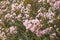 Side view of pink calliandra bush.
