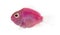 Side view of a pink fresh water fish swimming, isolated