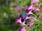 Side View of Pink Petunia Flowers Hanging