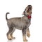 Side view of playful elegant schnauzer looking up and panting