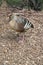 this is a side view of a plumed whistling duck