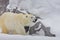 The side view of a polar bear walking around rock on snow