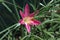 Side view of Pollen-laden colorful `Mexican Lily` in vivid Magenta, wide open .