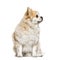 Side view of a Pomeranian looking up, isolated