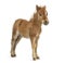 Side view of a poney, foal against white background