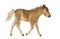 Side view of a poney, foal trotting against white background