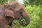 Side view portrait of an adult Ceylon elephant, Sri Lanka
