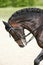 Side view portrait of a bay dressage horse during training outdo