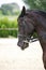 Side view portrait of a bay dressage horse during training outdo