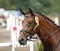 Side view portrait of a beautiful dressage horse with roset