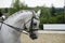 Side view portrait of a beautiful grey dressage horse during work