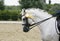 Side view portrait of a beautiful grey dressage horse during work