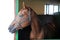 Side view portrait of a beautiful purebred anglo-arabian stallion