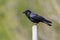 Side view portrait black raven corvus corone standing on stake