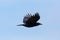 Side view portrait carrion crow corvus corone in flight, blue