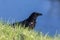 Side view portrait carrion crow corvus corone, green meadow