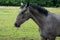 Side View Portrait of Dark Grey Horse