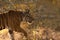 Side view portrait of a female tiger crossing road