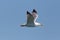 Side view portrait flying yellow-legged gull larus michahellis, blue sky