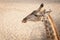 Side view portrait of giraffe in the desert