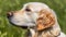Side view portrait of Golden Retriever breed dog posing outdoor. Canine companion