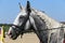 Side view portrait of grey horse with nice braided mane against