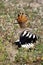 Side view portrait of hoopoe.