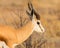 Side view portrait horned springbok antidorcas marsupialis in savanna