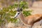 Side view portrait male springbok antidorcas marsupialis standing