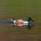 Side view portrait mirrored male shoveler duck anas clypeata in water