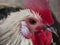 side view portrait photo of a white angry rooster cock with red eyes