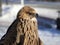 side view portrait Steppe Eagle Aquila nipalensis