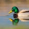 Side view portrait swimming colorful mirrored male mallard duck anas platyrhynchos