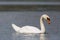 Side view portrait of swimming mute swan Cygnus olor