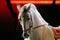 Side view portrait of a thoroughbred lipizzaner horse