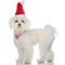 Side view of precious little bichon dog wearing christmas hat