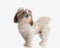 side view of precious little shih tzu dog with ponytails standing