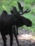 Side View Profile of a Maine Moose