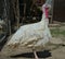 Side view from profile of white turkey