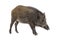 Side view, Profile, Wild boar, mouth open, isolated