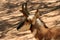 A Side View of a Pronghorn Antelope