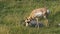 Side view of a pronghorn antelope grazing in yellowstone national park