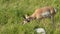 Side view of a pronghorn antelope grazing in yellowstone national park