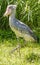 Side view of a proud Shoebill, also called Abu Markub, Latin Balaeniceps rex